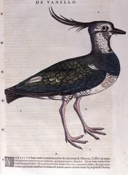 De kievit in Historia Animalium door Conrad Gesner (1516 - 1565), Tiguri