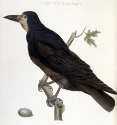 De raaf Frugilegus - natuurhistorische plaat