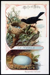 De merel en zijn nest - chromo., eind 19e eeuw
