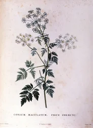 De gewone hemlock. 18e-eeuwse gravure