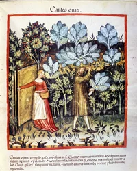 De oogst van bloemkool in een moestuin. Verlichting uit de melk van geneeskunde en diëtetiek 