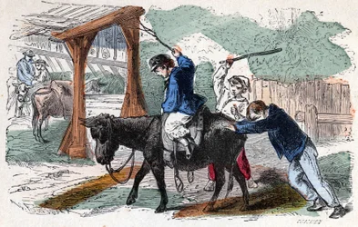 De ezel op de boerderij. 19e-eeuwse illustratie. Bianchetti Collectie