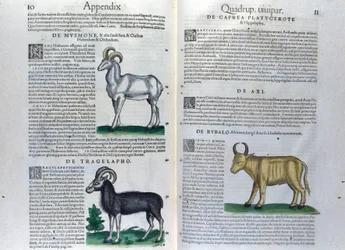 De dubbele pagina van de viervoeters in Historia Animalium door Conrad Gesner (1516 - 1565), Tiguri