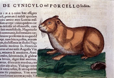 De cavia na Historiae animalium door Konrad Gesner, Tiguri