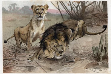De leeuw (Panthera leo) - gravure uit 