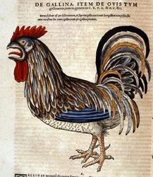 De haan naar de Historia Animalium van Conrad Gesner, Tiguri 1560. Biblioteca Nazionale Braidense. Milaan