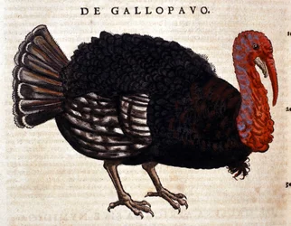 De kalkoen na de Historia Animalium van Conrad Gesner, Tiguri 1560. Biblioteca nazionale Braidense. Milaan