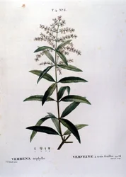 De verbena. 19e-eeuwse gravure