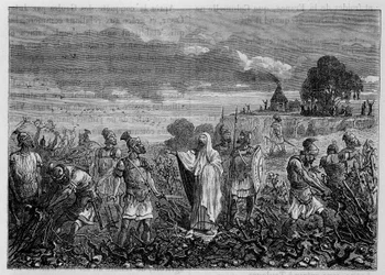 De wijnstokken ontworteld in de Galliërs, op bevel van keizer Domitianus - in De wonderen van de industrie door Louis Figuier, Parijs