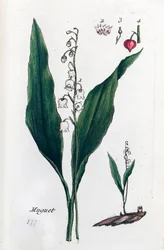 Lijster