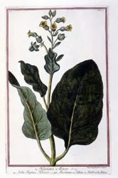 Tabaksplant (Nicotiana Minor). Botanische plaat uit een 18e-eeuws herbarium