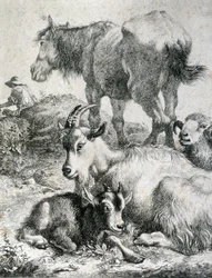Trekpaard, geit, bok en ram (gravure)