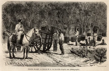 Wanneer de koffie wordt verzameld, verzamelen en vervoeren de mannen de zware manden gevuld met koffiebonen, terwijl de kinderen de pulp schoonmaken die de koffiebonen omringt. Gravure ter illustratie van de reis naar Brazilië, verhaal door M. en Mme Agass