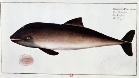 Zoölogie: bord met een bruinvis, waterzoogdier. Prent uit het begin van de 18e eeuw B.N. Parijs