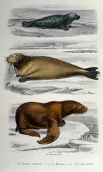 Zoölogische kaart met een zeehond, een walrus en een zeeleeuw. 19e eeuw