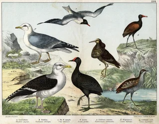 a: Kemphaan (Machetes pugnax), b: Waterhoen (Gallinula chloropus), c: Kwartelkoning (Crex pratensis), d: Jacana (Parra Jacana), e: Kokmeeuw (Hydrocolaeus ridibundus), f: Grote mantelmeeuw (Larus marinus), g: Zilvermeeuw (Larus argentus) - In “Natural Hist”
