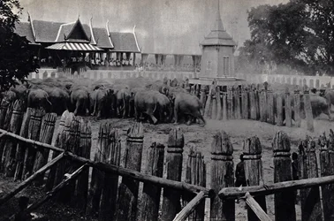 De koninklijke olifanten van Bangkok