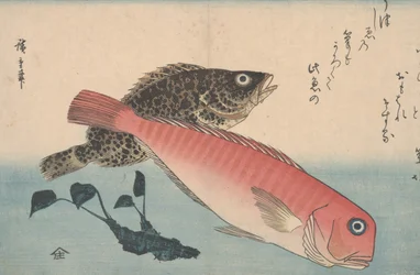 Amadai, Mebaru en Wasabiwortel