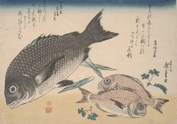 Zwarte zeebrasem, kleine zeebrasem, aspergescheuten en sansho peper, ca. 1830