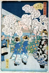 Kersenbloesem bij Asakura