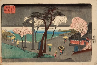 Kersenbomen in de regen aan de Sumida-rivierdijk