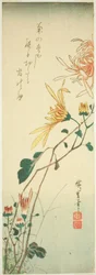 Chrysanten