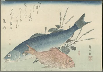 Japanse zeebaars, goudogige zeebrasem en shisoplant
