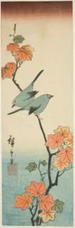 Japanse Witte Ogen op een Esdoorn Tak