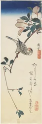 Javaanse mus en magnolia, 1834-1839