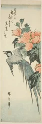 Langstaartige Vogel en Hibiscus
