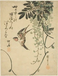 Zwaluw en Wisteria