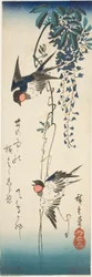 Zwaluwen en Wisteria