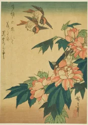 Zwaluwen, ijsvogel en hibiscus