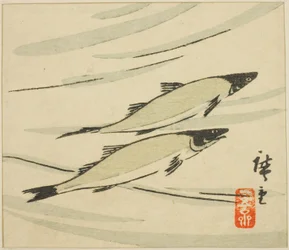 Forel, sectie van een harimaze blad
