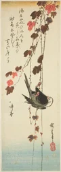Witkopvogel en klimop