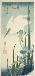 Witte reiger en iris