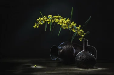 Stilleven met gele mimosa