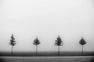 Vier mistige bomen