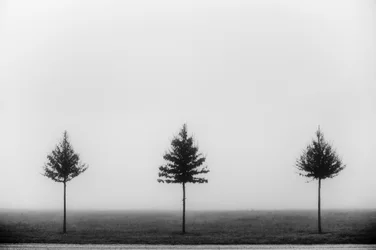 Drie mistige bomen