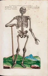 Humani Corporis Ossium, illustratie uit "De Humani Corporis Fabrica Libri Septem" door Andreas Vesalius