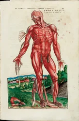 Prima Musculorum Tabula, illustratie uit "De Humani Corporis Fabrica Libri Septem" door Andreas Vesalius