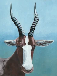 De blik van de Afrikaanse blesbok
