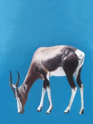 Een Afrikaanse blesbok aan het grazen