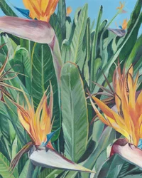 Paradijsvogelbloemen