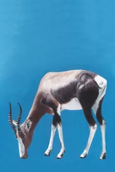 Blesbok graast in het blauw