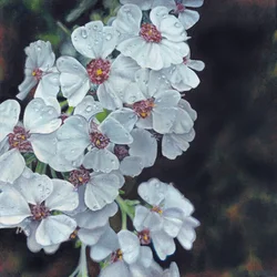 Dauwbedekte witte bloemen