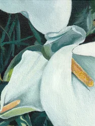 Elegante calla