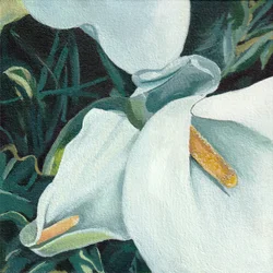 Elegante calla