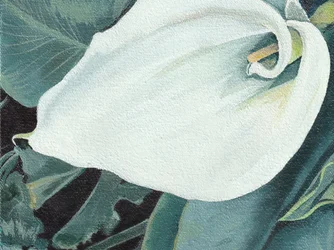 Elegante calla-bloem