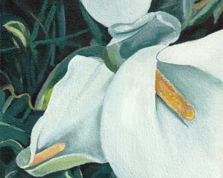 Elegante witte lelies